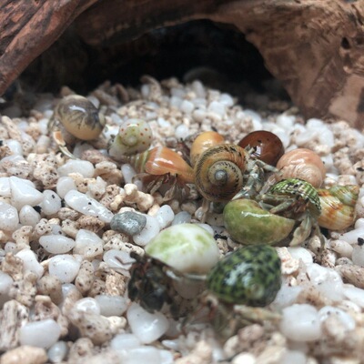 Terrestrial Hermit Crab Novice Douding Mini Hermit Crab Douding Hermit Crab Pets Hermit Crab wholesale