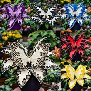 ���羳��؛���������ÿ��N��ͥԺ�̨���Ի��ܷN���ͺ��^�~��Gֲ