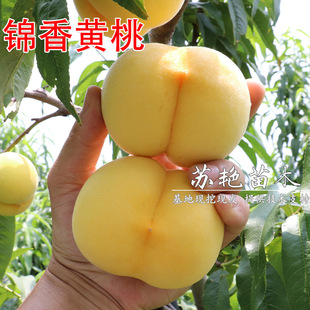 �������S�� �\���S���� �޽��Ҙ�����t�S�����Ϸ������N����Y��