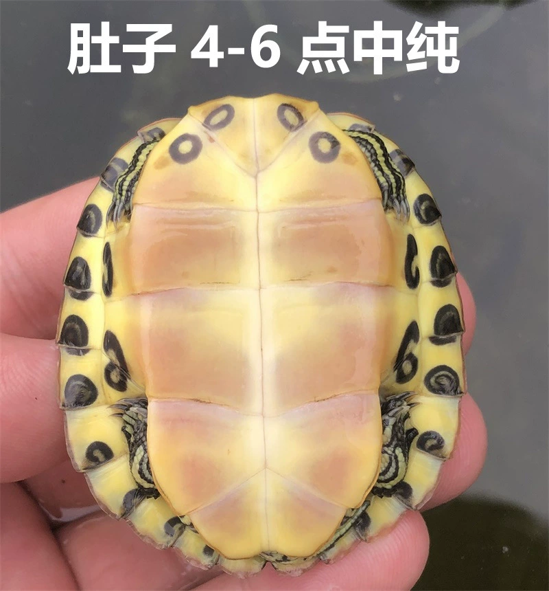 [深水黄耳龟乌龟活物冷水长寿龟家养宠物观赏小乌龟招财吃粪包邮]