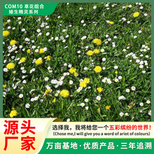 厂家直销野花组合花卉种子四季易种草花组合矮生地被植物草花种籽