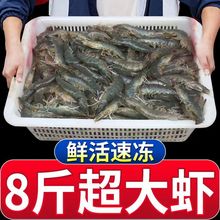 虾鲜活青岛大虾冷冻大虾野生海虾海捕大虾野生海鲜水产一整箱批发