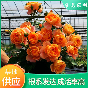 �¼����ٻ����ļ��_�������ͥԺֲ���Nޱ�����ٱ���������õ��