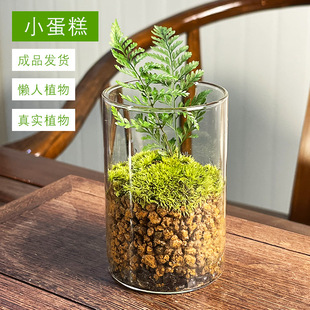 [Small Cake] Moss Ecological Mini Landscape Indoor Ornaments with Pots, Ready-Made Products Shipped Straight Ecological Bottles