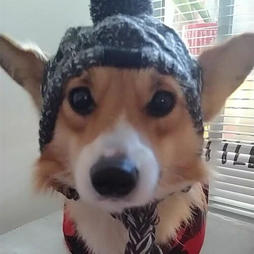 New pet headgear autumn and winter fur ball warm and anti-freeze wind puff ball knitted French bulldog knitted hat for large and small dogs