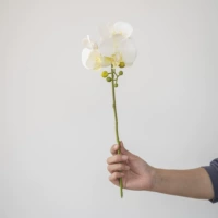 4 голова белой