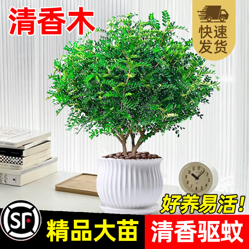 正宗清香木胡椒木盆栽室内外驱蚊植物盆景树苗九里香老桩绿植好养