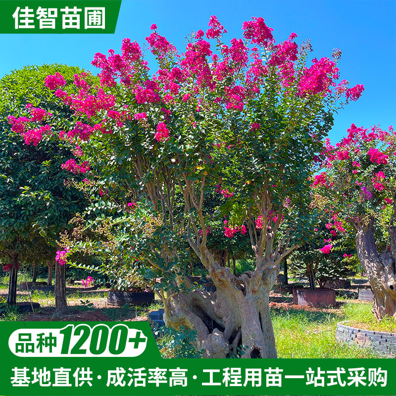 湖南 紫薇桩景紫薇桩头古桩老桩观景树造型造景盆景 种植基地批发