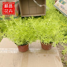 佛甲草批发 金叶佛甲草黄金条 地被造景杯盆栽绿化工程佛甲草苗