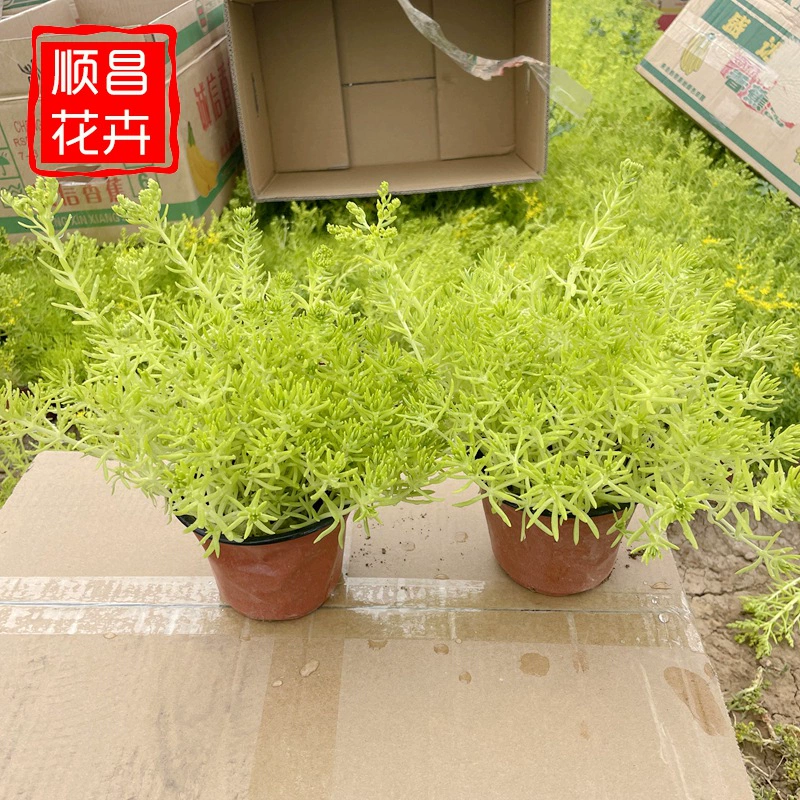 Трава Fenjia оптом Золотой лист Трава Fenjia Золотая полоса Трава Ландшафтный Кубок Склеивание Проект озеленения Fenjia Трава Рассада