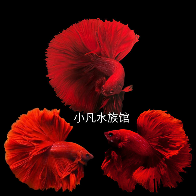 泰国斗鱼仙女款纯白半月超美网红小型淡水热带冷水观赏鱼好养耐活|undefined