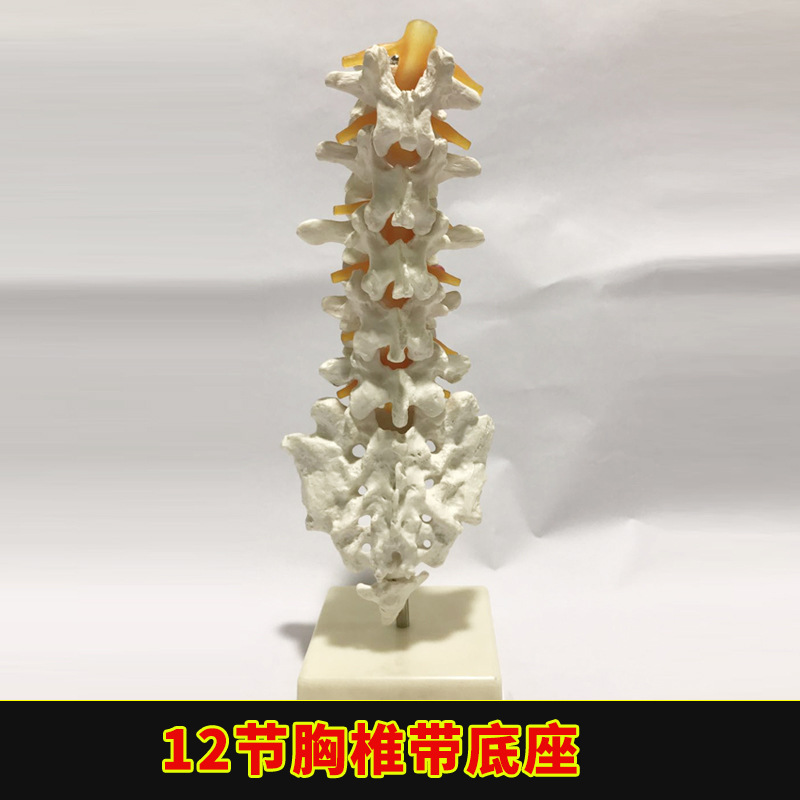 Physiological realistic removable skeleton, medicine toy, human bone
