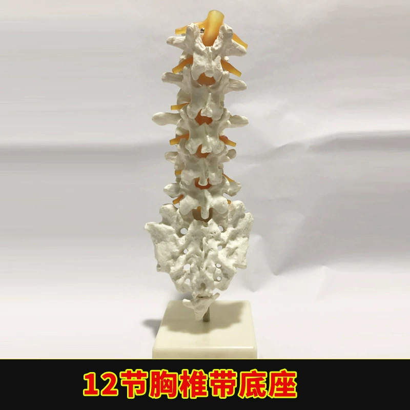 Physiological realistic removable skeleton, medicine toy, human bone