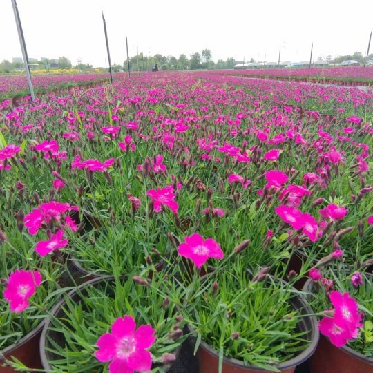 Европейская Гвоздика саженцы растений озеленение Пейзаж Двор растения оптом