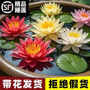 ˯ɏˮ��ֲ��ɻ�����ˮ����ɏ�����Kˮ�B����������ɏ�����o��ѿ