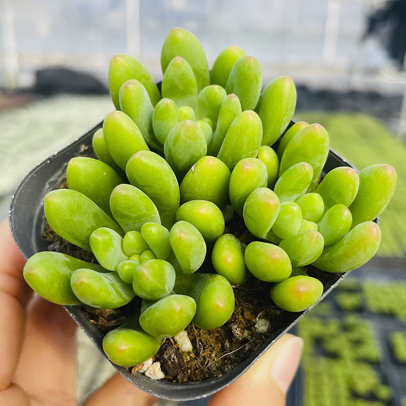 냄비당 레몬손가락 3개(비닐화분에 심은 후 배송)