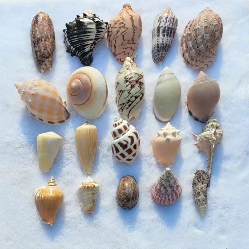 Natural Conch Shell Starfish Urchin Shell Fish Tank Landscape Hermit Crab Shell DIY Handmade Material Decoration Ornaments