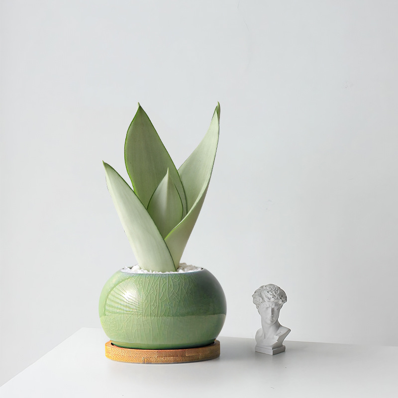 Huangpi Lan Bonsai Indoor Green Plant Potted Plant Purifies the Air Living Room Desktop Ornaments Easy to Maintain Bonsai Green Plants in All Seasons