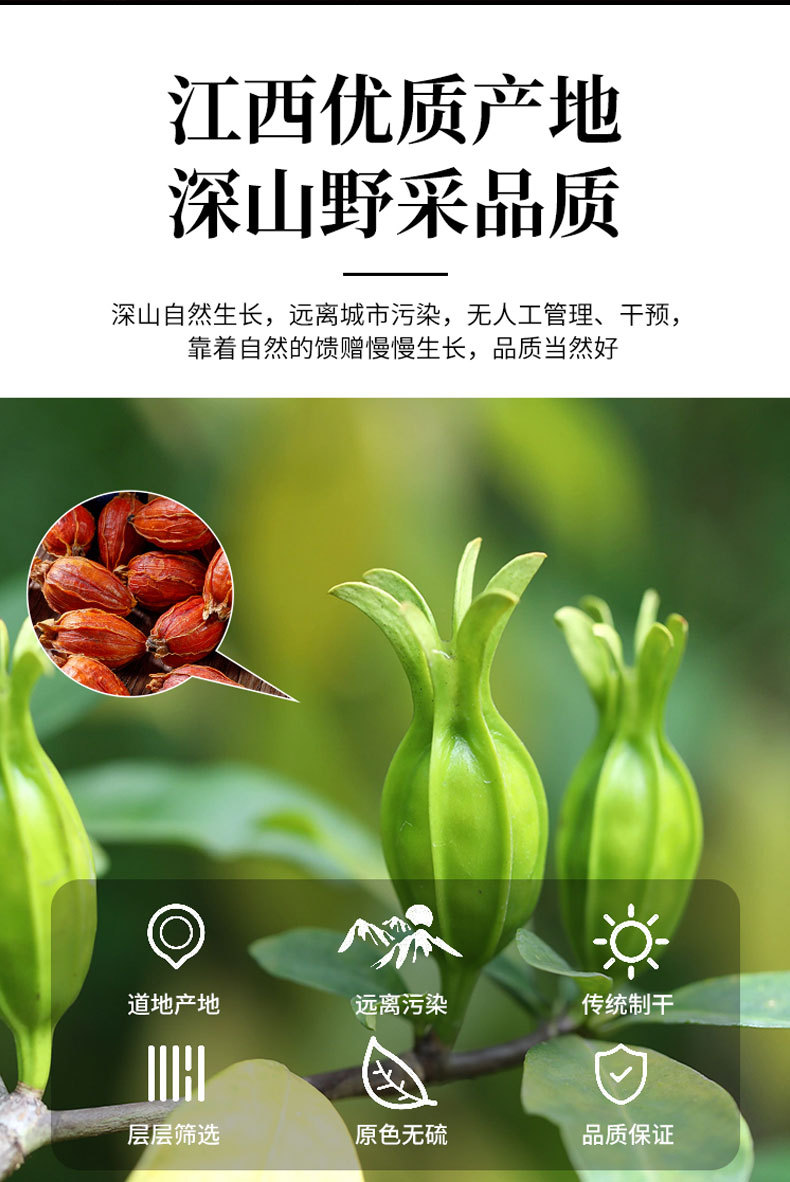 Gardenia Fruit (Gardenia jasminoides) — Dried Zhi Zi for Tea, Natural Colorant & Braised Dishes overview