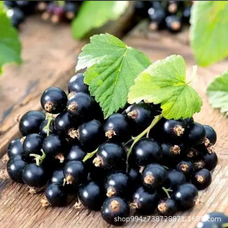 Blackcurrant Fruit Saplings, Blackcurrant Trees, Grape Purple Plum Saplings, Potted Red Currant Red Currant, Resistant to Severe Cold in the North and South