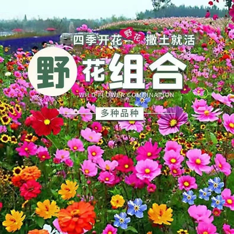 Комбинация многолетних полевых цветов, смешанная с морозостойкими семенами космоса и гвоздики, легко выращиваемых в дворе, семена четырехсезонных цветов на открытом воздухе.