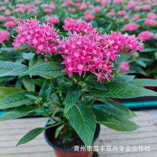 Balcony Flowering Plants, Starry Flowers, Five-Star Flower Potted Courtyard with Buds, Sun-Resistant and Easy to Maintain Garden Landscaping Flowers