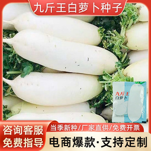 Vegetable Seeds 4.5kg King Radish Seeds Wholesale Radish Seeds Four Seasons White Radish Seeds Not Hollow Radish