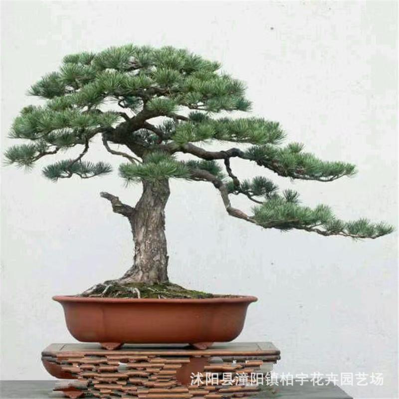 跨境松树种子黑松种子盆景松树种子家庭花园观赏室内盆栽植物种籽