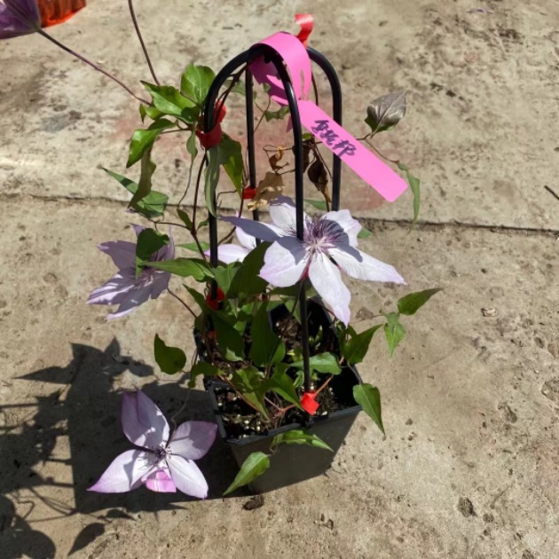 impicture_dc3cf002beb20ac7563e