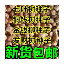 七叶树种子 红花 籽 铜钱树种子  青钱柳 金钱柳种子 发财树种子