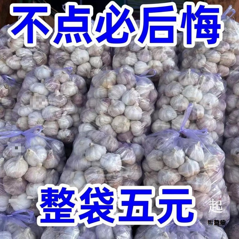 2025山东金乡紫皮大蒜干大蒜5斤10斤装新鲜多瓣农家新蒜头大蒜头1