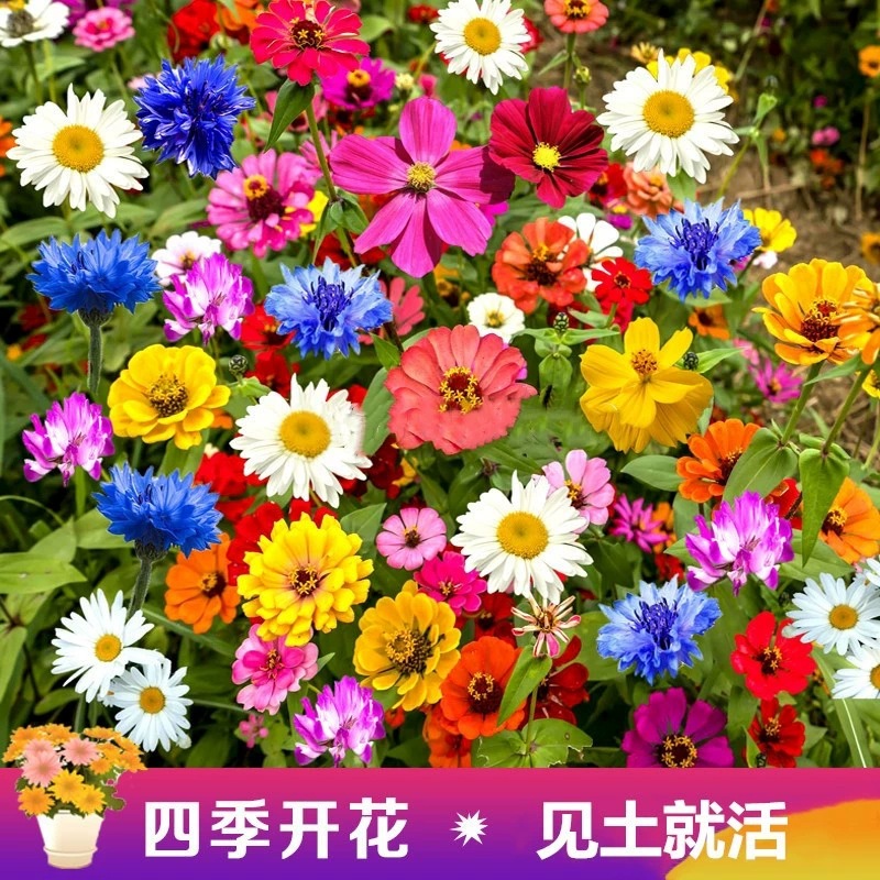 野花组合种子四季开花波斯菊七彩格桑花易活花籽庭院景观花种籽子
