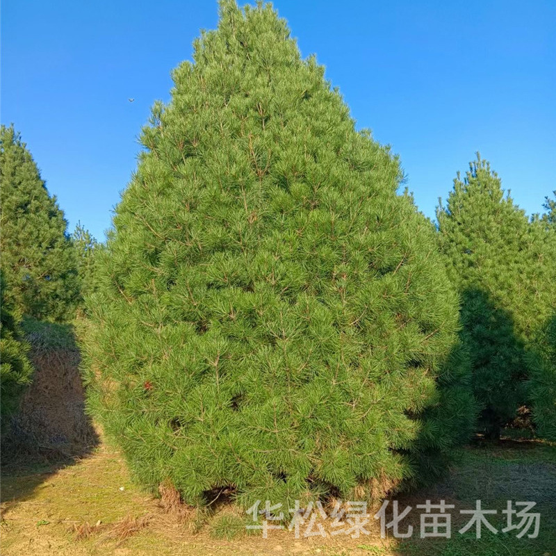 白皮松树苗园林工程绿化植物四季常青松树道路观赏风景树白皮松树