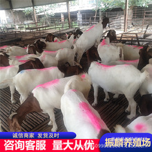 山羊长势快吗批发波尔山羊种羊母羊波尔山羊养殖场
