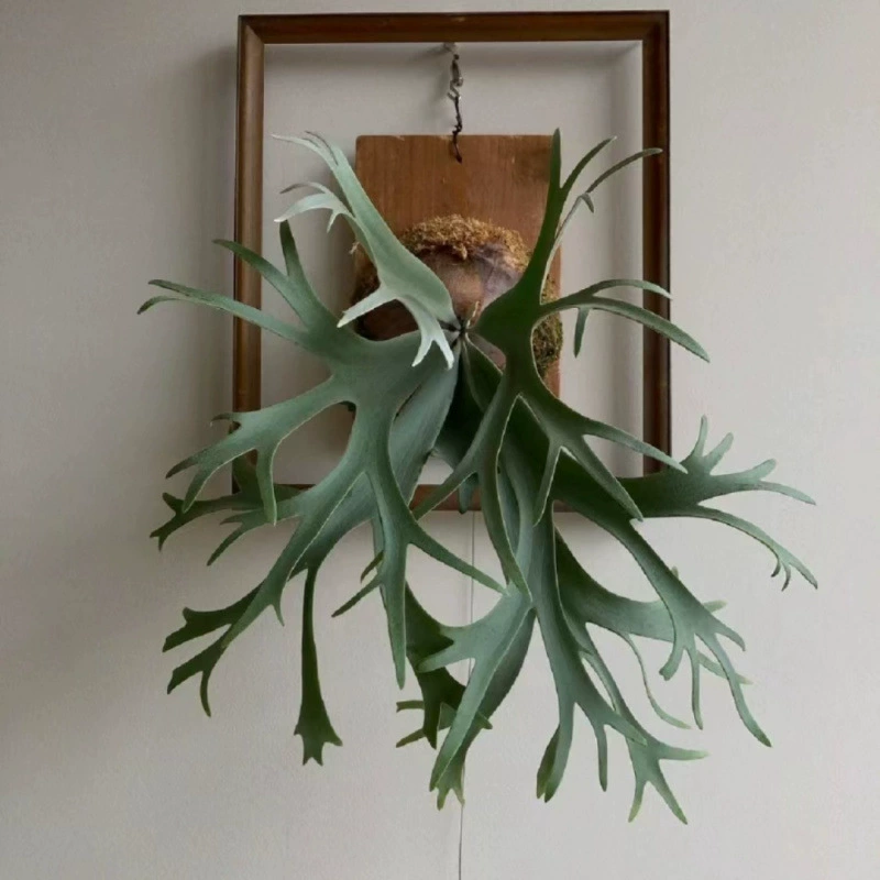 Подвесная доска для гидропоники, зеленых растений, дихотомическая подвесная доска для мха в горшке, настенная доска с рогами, настенная доска с папоротником, растение папоротник