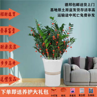 Money Tree Large Potted Indoor Living Room Office Green Plant Large Plant Real Flower Attracts Wealth and Absorbs Formaldehyde Money Tree