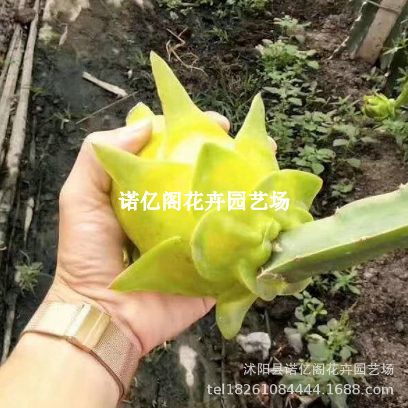 燕窝火龙果嫁接苗麒麟黄皮苗无刺黄龙火龙果苗当年结果盆栽果树苗