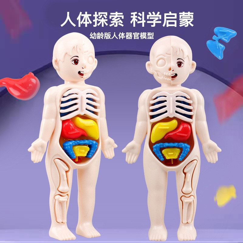 Cross-border children's science and education human internal organ structure model disassembly construction die set preschool early education enlightenment toy