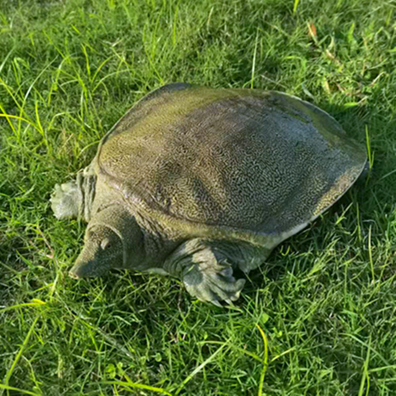 大甲鱼鲜活食用老鳖王八水鱼5斤活物外塘生态母鱼10年高端礼盒装