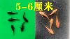 5 Huang Shuangdaofu + 5 Black Shuangdaofu 5-6cm
