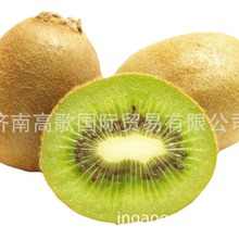 ���ҳ��ڹ�Ӧ����⨺���kiwi fruit     ��ӭѡ��