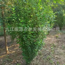 【落叶灌木】木槿 无穷花 丛生木槿 单杆木槿3公分木槿 木槿8公分