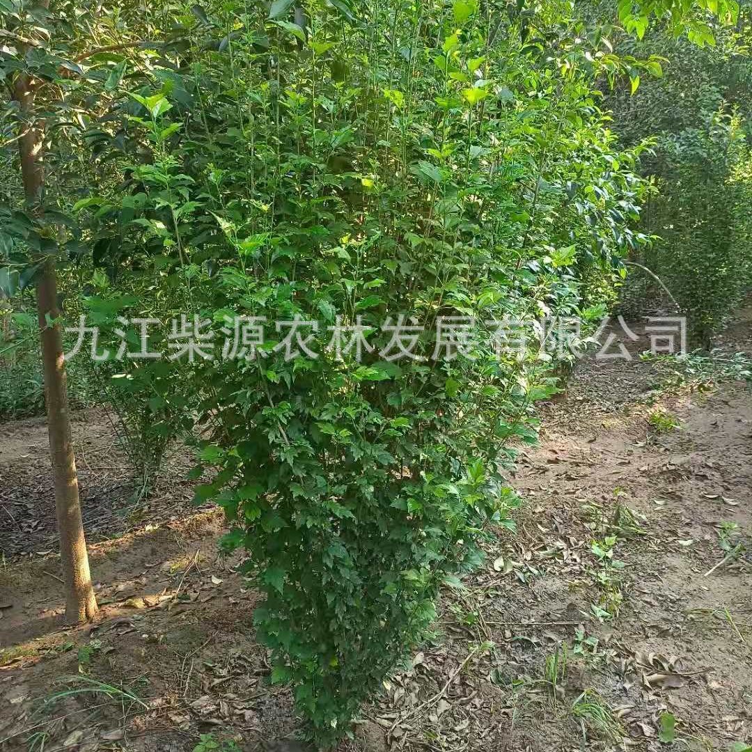 【落叶灌木】木槿 无穷花 丛生木槿 单杆木槿3公分木槿 木槿8公分