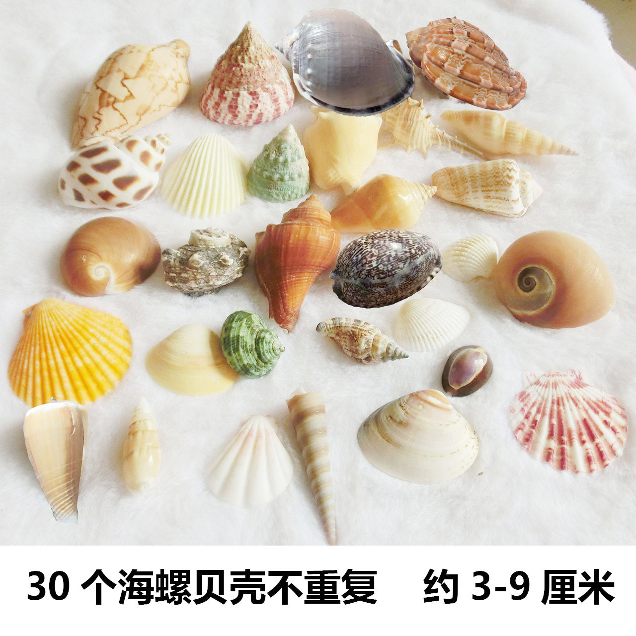 DE7T天然贝壳海螺海星海胆壳幼儿园手工diy相框漂流瓶风铃打孔小