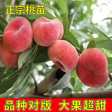 ����ˮ���Ҙ���޽��S������ҹ��䮔��Y���Ϸ������Nֲ�Ҙ����