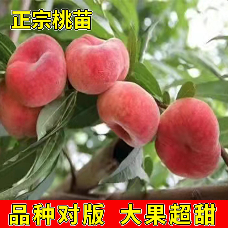早熟水蜜桃树苗嫁接黄桃子蟠桃果树当年结果南方北方种植桃树果苗