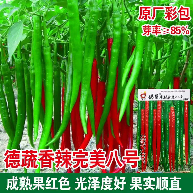 超长香辣线椒种子种苗春秋季高产早熟种籽阳台盆栽辣椒种蔬菜种孑