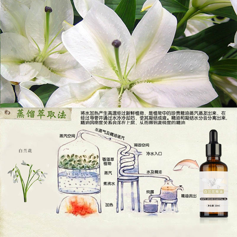 兰花3
