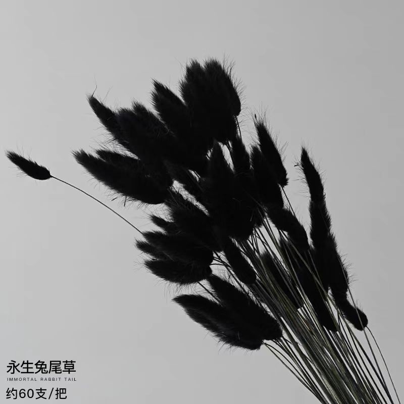 검은 토끼 꼬리 잔디 60개 묶음