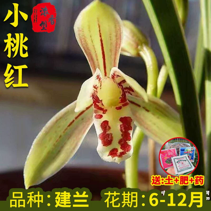 Орхидея Рассада Маленький Персик Красный Jianlan Четыре сезона Орхидея Пномпень Сильный аромат Хорошее выращивание зеленых растений Цветы Орхидея Лето с бутонами